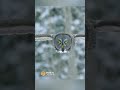 Owl hunts Vole with amazing stealth #animals