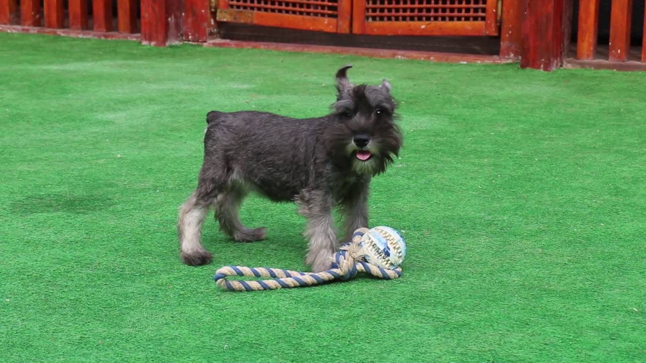 salt and pepper mini schnauzer