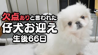 欠点ありと言われたペキニーズとパグのパピーが夫婦の家に来た【お迎え初日/生後66日のペキパグ】