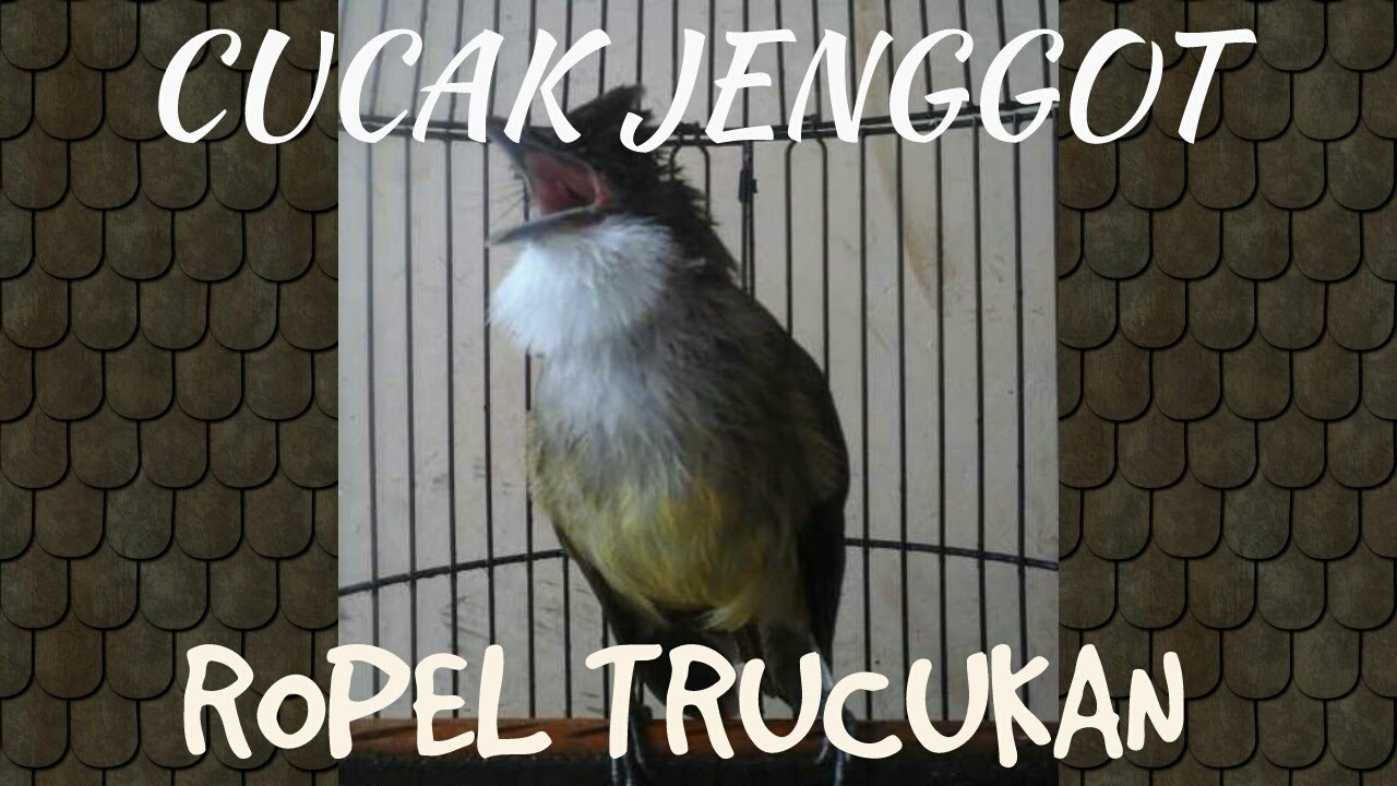Burung Cucak 'Jenggot Putih' Trucukan!!!! - YouTube