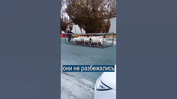 Гениальный повелитель овец из Киргизии стал звездой интернета
