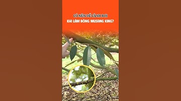 Có nên chừa cành bơi khi làm bông Musang King? #farming #saurieng #video