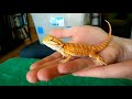 Unboxing baby bearded dragon!
