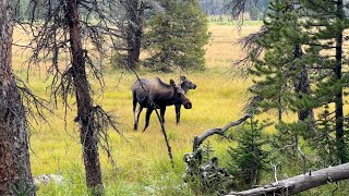 Wildlife encounters on the trails we wandered - uncommon, common and funny