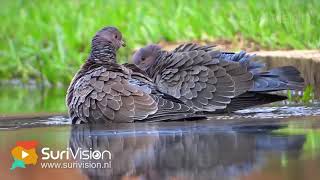 Surinaamse Flora \u0026 Fauna