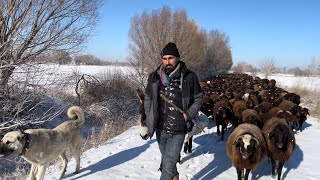 with flock of sheep a snowy day in east of Turkey--livestock