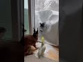 Snowstorm Inside the House 🌨️🏠#WinterFail #PetMoment #FunnyClips