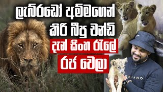 නායකයා වෙන්න මරාගෙන මැරෙන අවුරුදු ගාණකට කලින් ලංකාවෙත් හිටපු සිංහයෝ | Safari Ride in SL |  Pet Talk