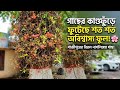 নাগলিঙ্গম গাছের অসাধারণ সৌন্দর্য! | Rare Nagalingam Tree in Bangladesh 🌸
