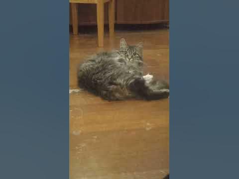 кот на полу - YouTube