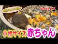 小さくてフワフワなカヤネズミの赤ちゃんがカワイすぎる!