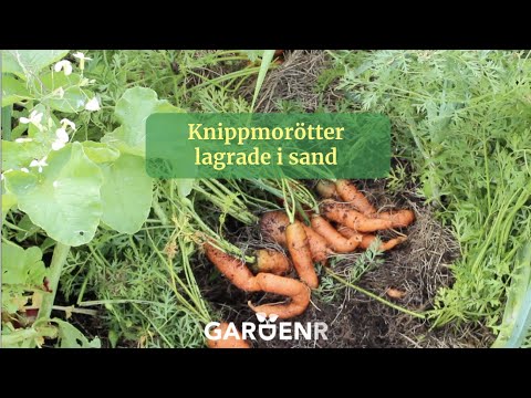 Video: Övervintrande morötter: steg för att lämna morötter i marken över vintern