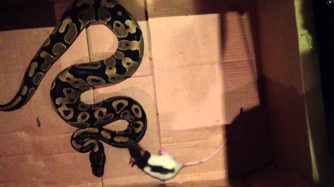 SmoothG88 Ball Python Eating Rat - YouTube