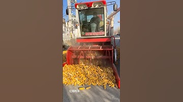 Automatic collection and separation of corn kernels