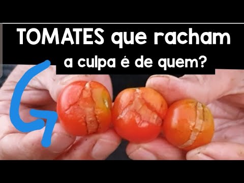 Vídeo: Por Que Os Tomates Racham?