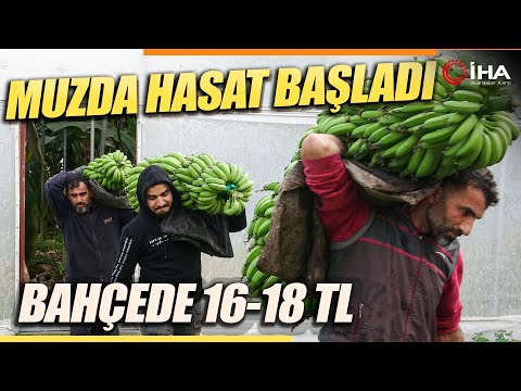 Muzda Hasat Sezonu Başladı Üretici Yerli Muzun Alınmasını Tavsiye Etti