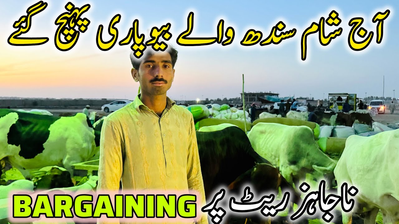 Northern Bypass Mandi | 8 New Trucks Arrived | 27 April 2025 | Bakra Eid Season 2025