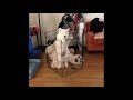 Смешные щенки хаски: видео приколы | Funny husky puppies