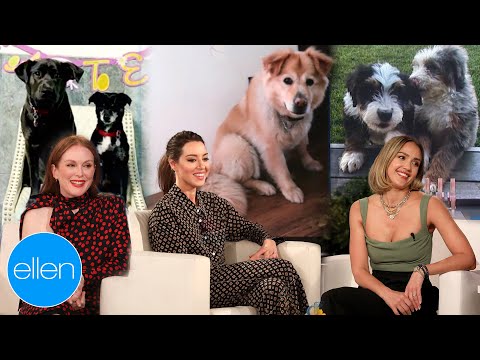 Video: Které celebrity mají psy?
