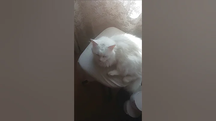 Watch the video about ANGORA #shorts #angora #cat #catlover #cutecat #cute #funny #love #motivation #pets #memes #animals