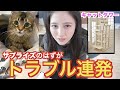 生後6ヶ月の子猫にキャットタワーをプレゼントした反応が可愛すぎた…！