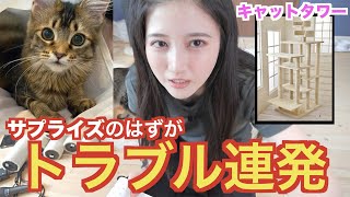 生後6ヶ月の子猫にキャットタワーをプレゼントした反応が可愛すぎた…!
