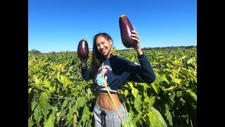 เข้าสวนเก็บมะเขือยักษ์กับพริก(ภาษาอังกฤษ) U pick GIANT eggplant / pepper l Jayy Crane