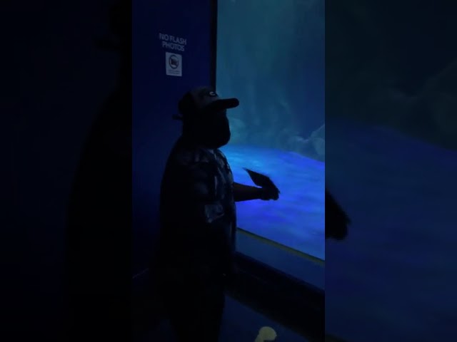 Georgia Aquarium: The gang went and visit the Aquarium in Atlanta Georgia Fleet said it was fake 🤣😂 class=