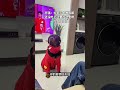 Good Luck Awaits! Meet the adorable Zhiqiang Pet