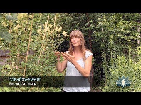 Video: Meadowsweet Yoki Meadowsweet (Filipendula) - Xushbo'y Davolovchi