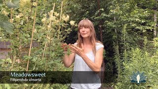 Meadowsweet - Filipendula ulmaria