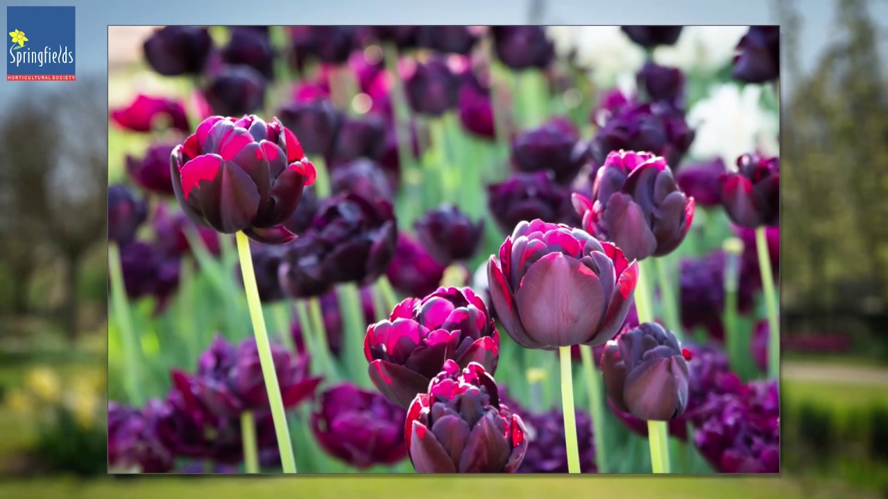 Springfields Gardens Festival of Tulips 2020 YouTube