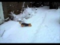 Puppies know how to enjoy the snow