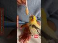 Ultimate Funny parrot 🦜 Part 7 #parrotlover #entertainment #shortsfeed #funny #parrotsound #shorts