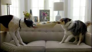 'Dog Party' Pergo Commercial