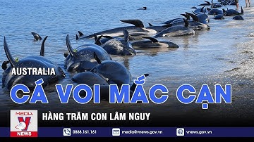 Hàng trăm con cá voi hoa tiêu chết do mắc cạn tại Australia - VNEWS