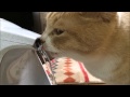 水をがぶ飲みし過ぎて、むせる猫だいず；猫おもしろ動画