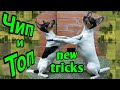 Той-фокстерьеры Чип и Топ.Цирковая дрессировка/Toy fox terriers Chip and Top. Circus training