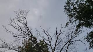 I told you how bad this pruning was... now the tree is dead