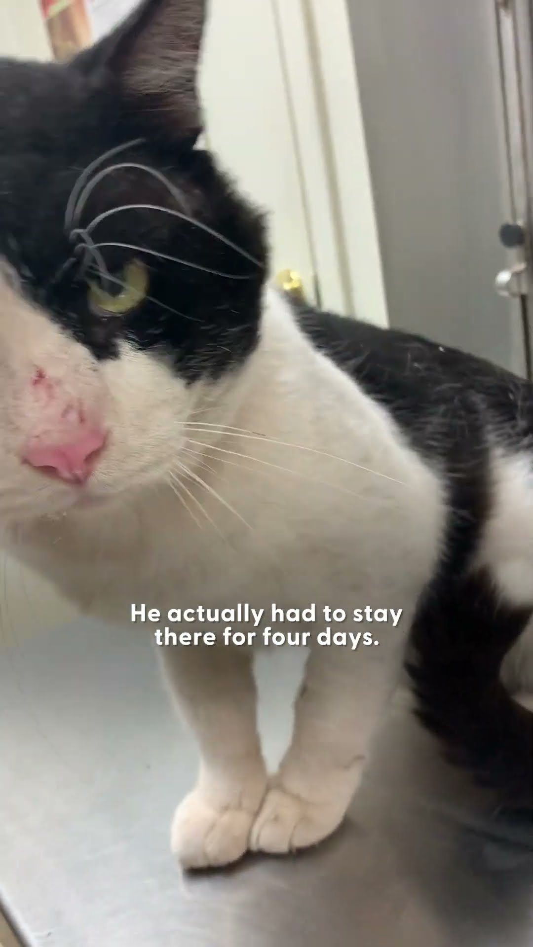 Woman Couldn’t Believe Her Neighbors Abandoned Their Senior Cat | The Dodo
