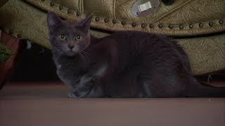 Cat Cafe coming to Cleveland