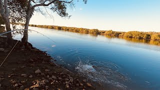 Fishing for BIG Flathead at Nudgee with lures!