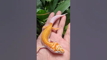 Wy Tremper Enigma Leopardgecko Indonesia Animals Animal Pets Pet 