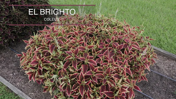 ColorBlaze Coleus, July 2025