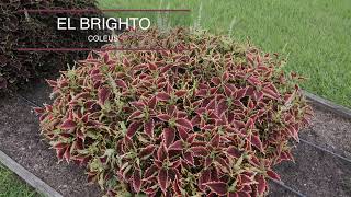 Colorblaze Coleus, July 2025