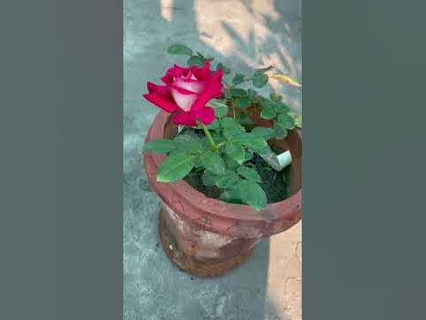 Rose id : Osiria, beautiful bicolour hybrid tea rose #flowers #rose # ...
