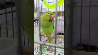 Bolne Bala Cute Mithu