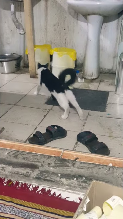 #So #nice #cat #bigo #live #no #imo #vevo please subscribe1000 🔔😁🔔😁