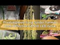 Produktbewertung Spider Farmer Cost-Effective G1500 LED Grow Lampe 150W 60x60CM, Smarte APP Steuerun