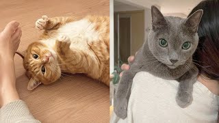 If The Cats Live Until Twenty by 김메주와 고양이들 72,397 views 2 months ago 7 minutes, 3 seconds